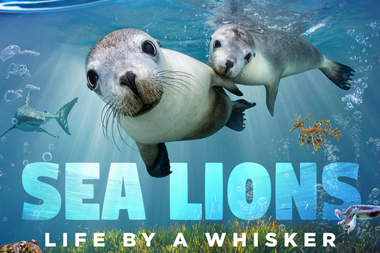海獅歷險記 (8K數位)  Sea Lions: Life by a Whisker