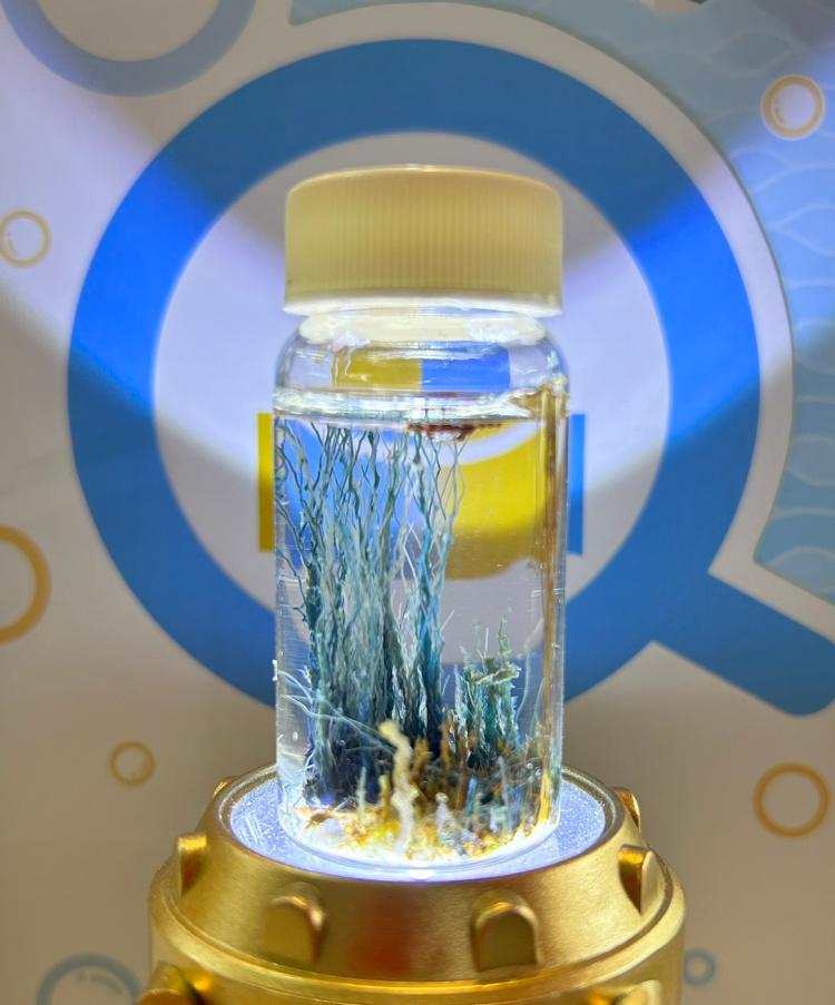 製作水中珊瑚